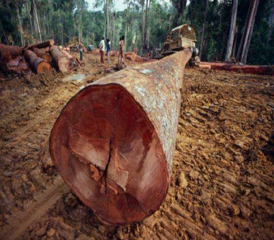 TEAK WOOD - ROUND LOGS, SWAN TIMBER LOGS